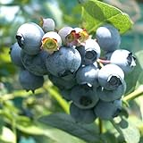 [ラビットアイ系]ブルーベリー：ティフブルー5号ポット[強健で育てやすい暖地向き][苗木]