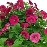 AeroGarden Love Blooms Seed Kit (6/7-Pod)
