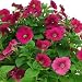 AeroGarden Love Blooms Seed Kit (6/7-Pod)
