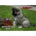 T�rschild FunSchild SE488 DIN A4 laminiert ACHTUNG Hund Eurasier