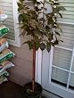 Nuccios Gem Camellia Topiary Five Gallon