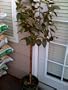 Nuccios Gem Camellia Topiary Five Gallon