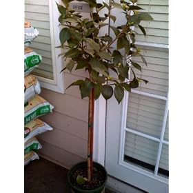 Nuccios Gem Camellia Topiary Five Gallon by 