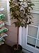 Nuccios Gem Camellia Topiary Five Gallon
