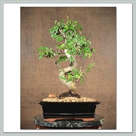 Chinese Elm Bonsai Tree IV