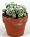 Easter Egg Thimble Cactus - Mammillaria fragilis - EASY