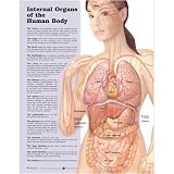 Internal Organs of the Human Body Anatomical Chart