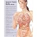 Internal Organs of the Human Body Anatomical Chart