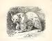 Syrian Bear Or Dubb 1862 Wood'S Natural History