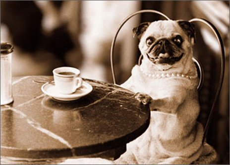 Cafe Pug Funny Dog Mother's Day Card