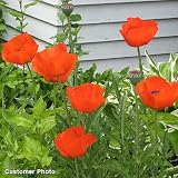 51ga2n%2BJb1L. SL160  Oriental Poppy Seeds Reviews