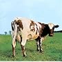 Atom Heart Mother (Domestic)
