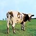 Atom Heart Mother (Domestic)