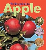 The life cycle of an apple