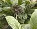 Photographic Prints of ROG-11970 Bat Flower / Tiger Whisker from Ardea Wildlife Pets