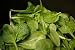 Simply Spinach: The Ultimate Collection of the World's Finest Spinach Recipes