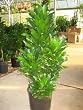 Dracaena JC Compacta 10" 4'