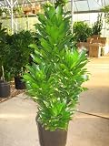 Dracaena JC Compacta 10" 4'