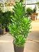 Dracaena JC Compacta 10" 4'