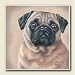 ABSORBASTONE COASTERS * PUG PUGS