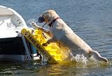 Paws Aboard Doggy Boat Ladder