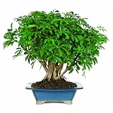 Buy Brussel's Hawaiian Umbrella Tree Bonsai by Brussel's Bonsai