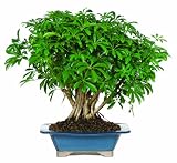 Big Save Brussel's Hawaiian Umbrella Tree Bonsai by Brussel's Bonsai