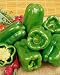 Big Bertha Hybrid Sweet Pepper Seeds - Capsicum Annuum - 0.2 Grams - Approx 25 Gardening Seeds - Vegetable Garden Seed
