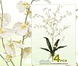 FOUR 31" Dancing Oncidium Orchid Artificial Silk Flower Bushes