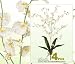 FOUR 31" Dancing Oncidium Orchid Artificial Silk Flower Bushes