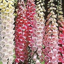 Foxglove Excelsior Hybrid Mix 100 Seeds-Digitalis-SALE*