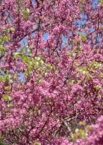 Judas Tree 20 Seeds/Seed - Tree of Love - Cercis