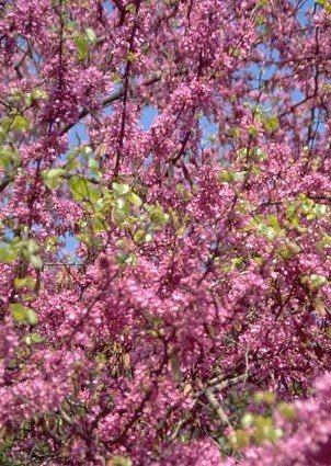 Judas Tree 20 Seeds/Seed - Tree of Love - Cercis