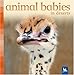 Animal Babies in Deserts
