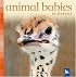 Animal Babies in Deserts (Animal Babies)