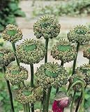 Hens  Chicks Poppy 250 Seeds - Papaver somniferum