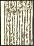 The Basho Poems (Limited Edition of 200 Copies)