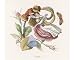 Photographic Print of FLIRTING from Mary Evans