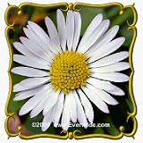 English Daisy (Bellis perennis) Jumbo Wildflower Seed Packet - 2000 Seeds