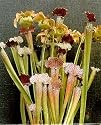 Pitcher Plant 15 seeds - Carnivorous - Sarracenia