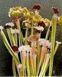 Pitcher Plant 15 seeds - Carnivorous