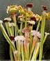 Pitcher Plant 15 seeds - Carnivorous - Sarracenia