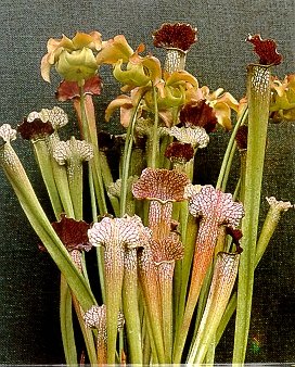 Pitcher Plant Seeds