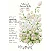 Grass Bunny Tails Seeds