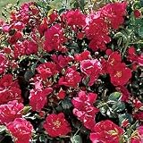 Rose Plant - Rose 'Roseberry Blanket' PPAF