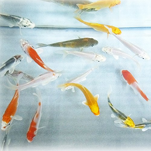 お任せ!錦鯉Mix3匹 S 10cm~13cm前後 コイ 鯉 色鯉