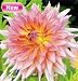 Surprise Dinner Plate Dahlias-2 tubers - NEW!