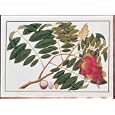 Crimson Lichee Art Print Poster By Asian Botanical, 24" x 17", with Black Wood Frame