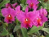Blc Memoria Crispin Rosales 'Pine Knot' AM/AOS