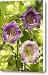 Cup-and-saucer Vine Cobaea Scandens Canvas Print / Canvas Art - Artist VisionsPictures